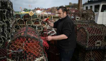 En Angleterre, une écloserie pour préserver l'avenir des homards et des pêcheurs