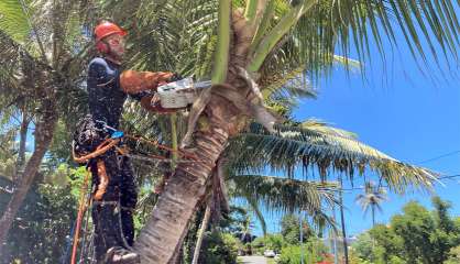 [VIDÉO] Pourquoi et quand élaguer vos arbres en vue de la saison cyclonique ?