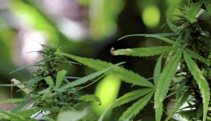 Plus de cinq kilos de cannabis saisis, des chambres de culture, trois interpellations : un trafic démantelé au Mont-Dore