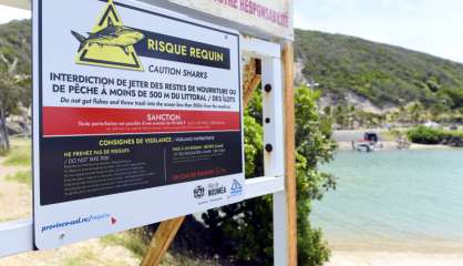La province Sud veut améliorer ses connaissances sur les requins
