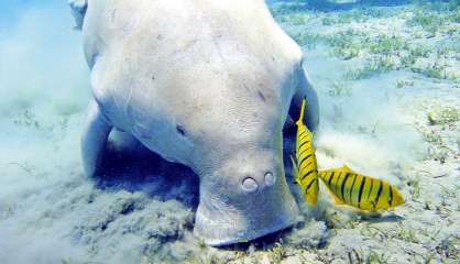 Un nouveau programme de science participative lancé cette année