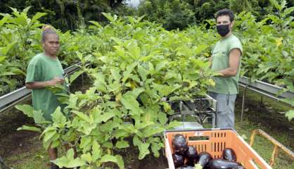 [Vidéo] Production agricole locale : des pénuries à venir