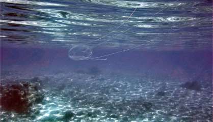 Des cuboméduses dans le lagon