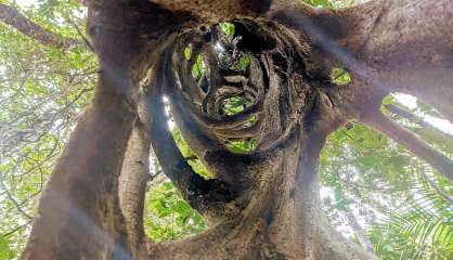 Le parc des Grandes fougères rouvre aux 4x4