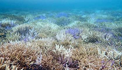 Début de blanchissement corallien signalé à Prony