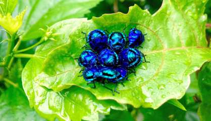 Quelles sont ces punaises bleues sur notre image du jour ?