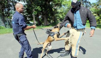 À la brigade cynophile, des chiens mordus par le métier de policier