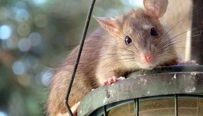 Avec 68 cas de leptospirose, la crainte d'une année record se confirme