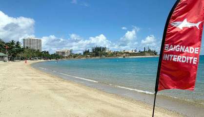 Alerte au requin à la baie des Citrons