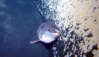 [VIDÉO] Un poisson-lune échoué plage du Méridien a retrouvé la liberté