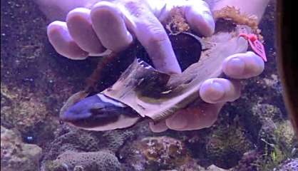 La naissance d’un requin léopard retransmise en direct sur les réseaux sociaux