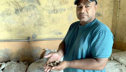 [VIDÉO] L'huilerie d'Ouvéa se structure pour augmenter sa production