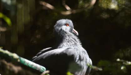Notous et roussettes : le point sur une chasse réglementée