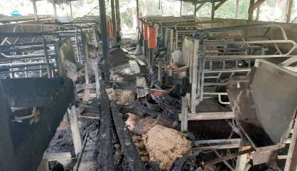 Incendie dans une porcherie à Sarraméa : 90 animaux ont péri