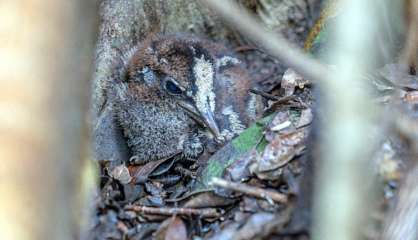 Le cagou né le week-end de Pâques s’appelle Easter