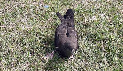 Attention aux puffins échoués sur la route