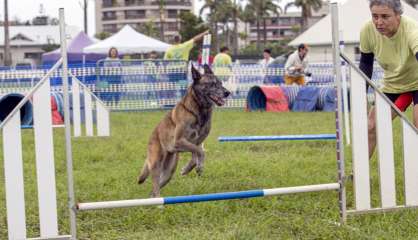 L'exposition canine de retour après trois ans d'absence
