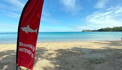 Alerte requin sur la plage de la baie des Citrons