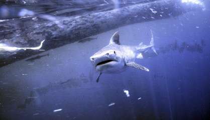 La province Sud est bien compétente pour capturer et euthanasier des requins