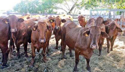 Pouembout : des bovins réformés, l'opportunité de constituer un cheptel docile