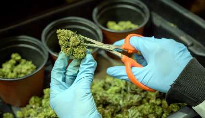 Un réseau de trafic de cannabis démantelé : 16 personnes interpellées