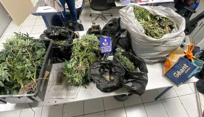 Un site de culture de cannabis démantelé dans une maison du Grand Nouméa