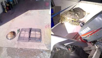 Résolution d'une affaire de braconnage à Poya 