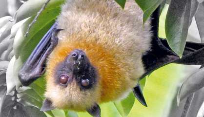 [Pouébo] Gare au guano, ces déjections qui propagent un champignon