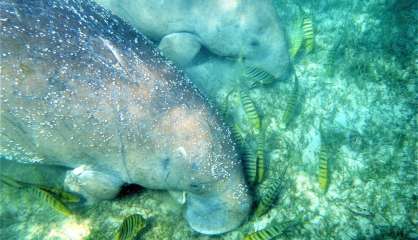 Le dugong calédonien est désormais en danger d’extinction