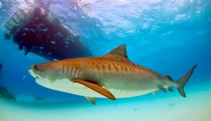 [VIDÉO] Risque requin en Nouvelle-Calédonie : les recommandations des spécialistes