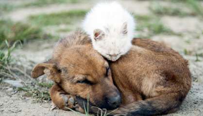 L'Avenir en confiance propose de reconnaître les animaux comme des “êtres vivants doués de sensibilité”