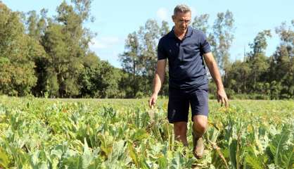 Jean-Christophe Niautou élu président de la chambre d'agriculture et de la pêche