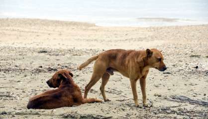 Identification des chiens et des chats : le Cese rend un avis réservé sur le projet de loi du pays
