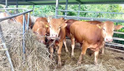 Trois jeunes condamnés après avoir dépecé un bovin abattu avec des pierres et un bâton à Kouaoua