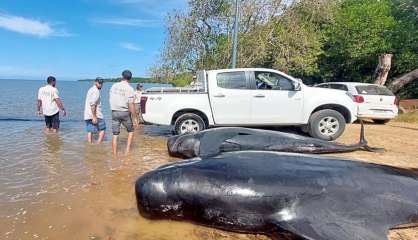 Un banc de globicéphales échoué à Bourail