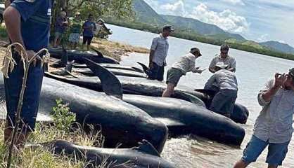Baignade interdite entre Nessadiou et la Roche Percée après l’échouement des globicéphales