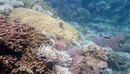 Un blanchissement corallien en cours en Nouvelle-Calédonie