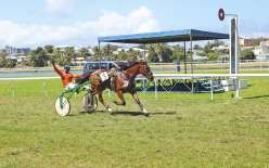 Dans la catégorie A, Baroda, drivée par Bruno Cantieri, a remporté samedi la troisième édition du Grand Prix de l’Anse-Vata de trot attelé, dotée de deux millions de francs. La favorite Brise Meloise, qui avait remporté six courses cette saison, a été dis