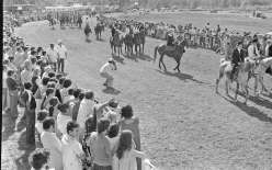La Foire, dès 1978, adopte une double dimension, professionnelle et festive. Lors des parades d’animaux, certains apprécient le spectacle quand d’autres repèrent des bêtes de bonne race pour développer leur troupeau. D’autres événements, comme ces courses