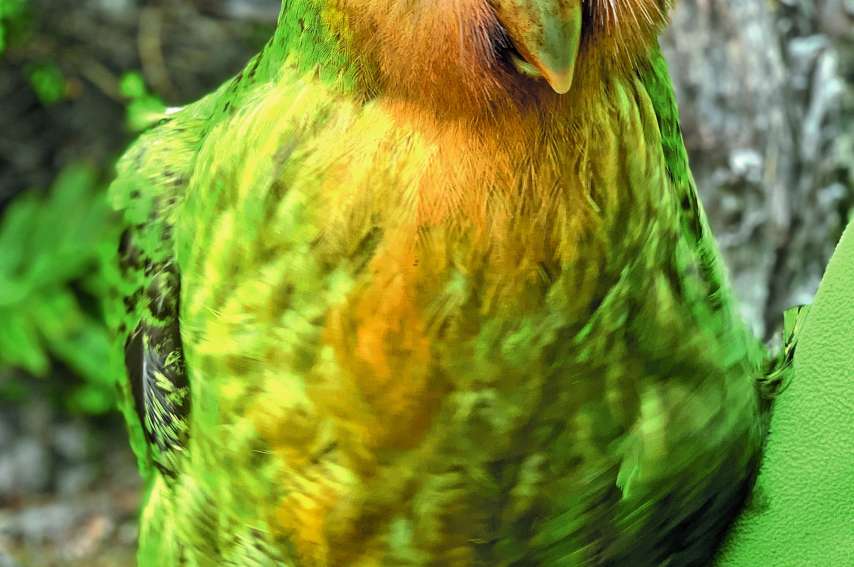 Pacifique Page 499 Lncnc Les Nouvelles Calédoniennes