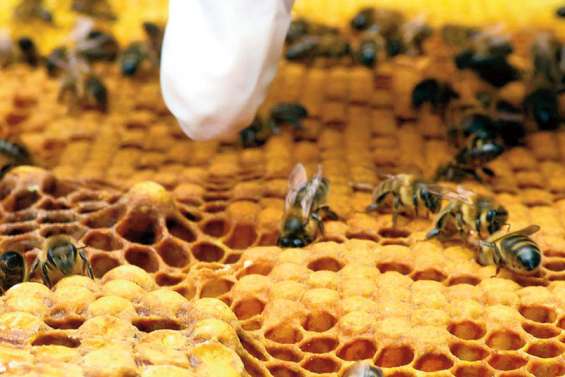 Mort mystérieuse d’abeilles à Lifou
