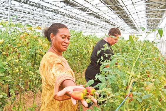 La première ferme solaire… et maraîchère du Caillou