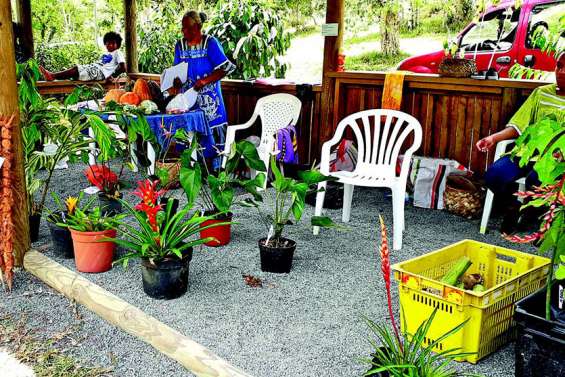 La Fête de l’anthurium  passe entre les gouttes