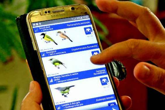 OrnitO : l’application dédiée aux oiseaux du Pacifique