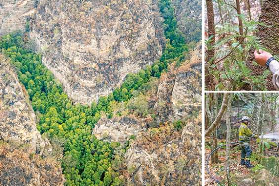 Australie : la mission secrète qui a permis de sauver des arbres préhistoriques