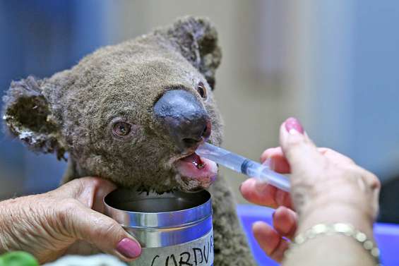 Des koalas sauvés des flammes