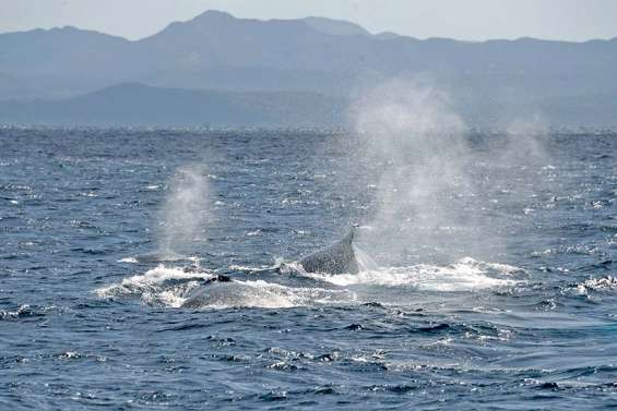 Les baleines à bosse sont de retour dans le lagon