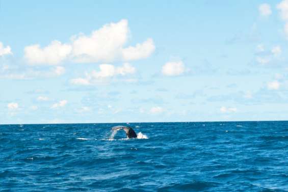 Quand les baleines font vivre les habitants du sud