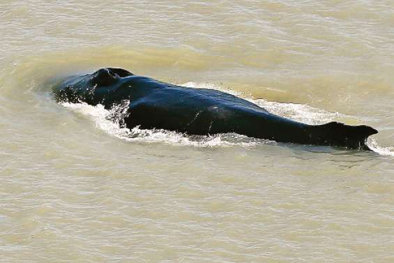 Des baleines à bosse égarées dans une rivière infestée de crocodiles