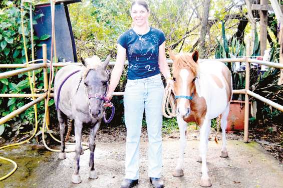 Foire de Bourail : les bêtes de concours sont en pleine préparation
